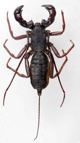 Ginosigma schimkewitschi