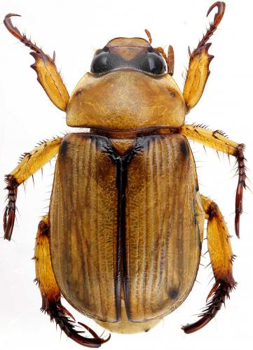 Réf. 193 447 : Anomala elata