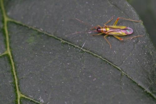 Campyloneura virgula