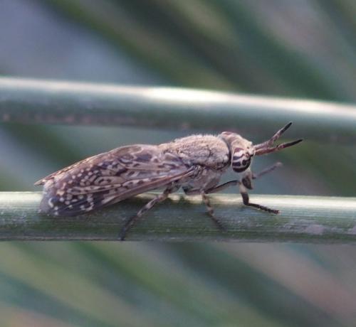 Haematopota sp.