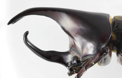 Réf. 193 025 : Xylotrupes socrates