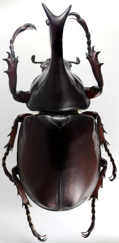 Xylotrupes socrates