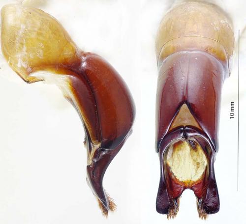 Réf. 193 026 : Xylotrupes socrates