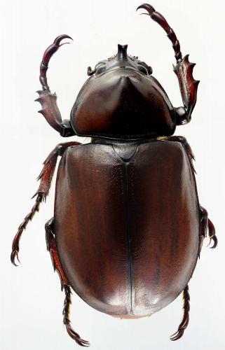 Xylotrupes socrates