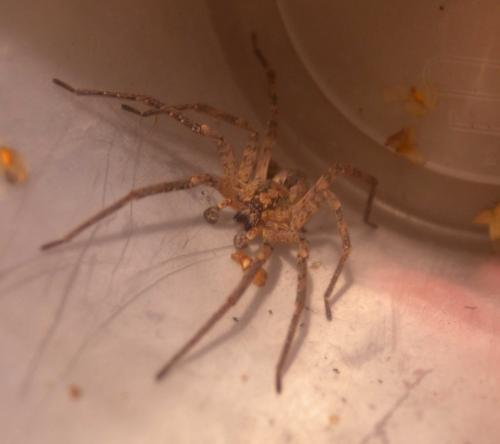 Zoropsis spinimana