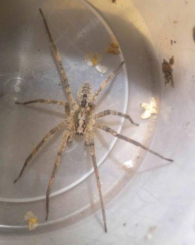 Zoropsis spinimana