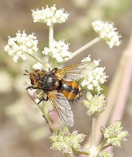 Réf. 193 880 : Tachina fera