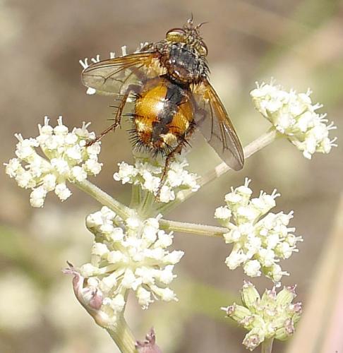 Réf. 193 881 : Tachina fera