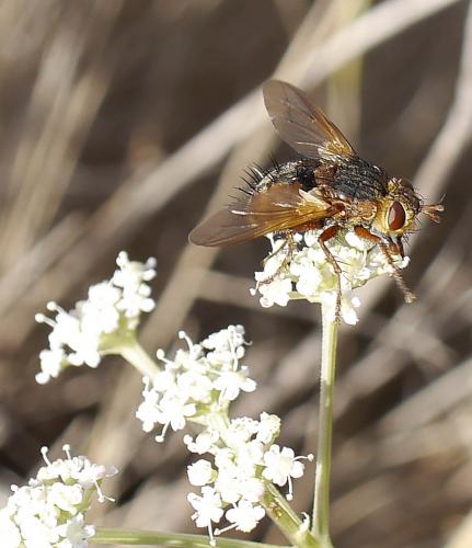 Réf. 193 882 : Tachina fera