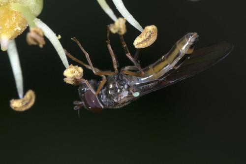 Réf. 193 046 : Melanostoma scalare