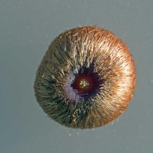Réf. 193 350 : Neuroterus numismalis