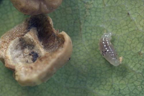 Cynips disticha