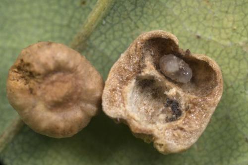 Cynips disticha