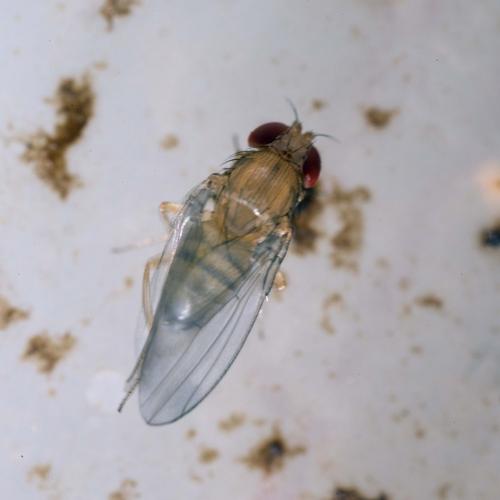Drosophila suzukii