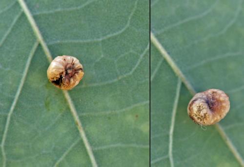 Réf. 193 386 : Cynips disticha