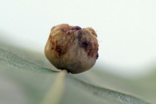 Cynips disticha