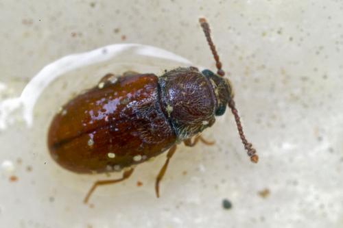 Cryptophagus sp.