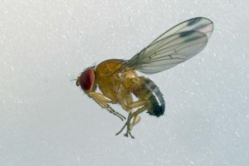 Drosophila suzukii