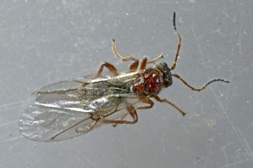 Cynips agama