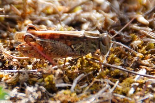 Réf. 193 496 : Calliptamus barbarus barbarus