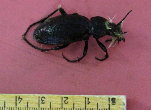 Carabus coriaceus