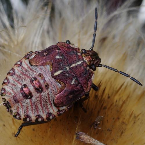 Réf. 193 645 : Carpocoris purpureipennis