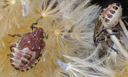 Carpocoris purpureipennis