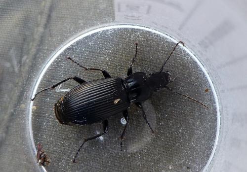 Pterostichus niger