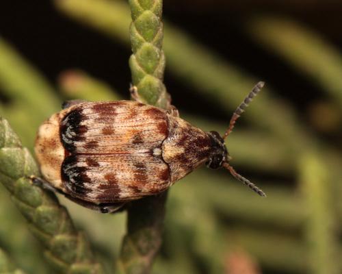 Megabruchidius tonkineus