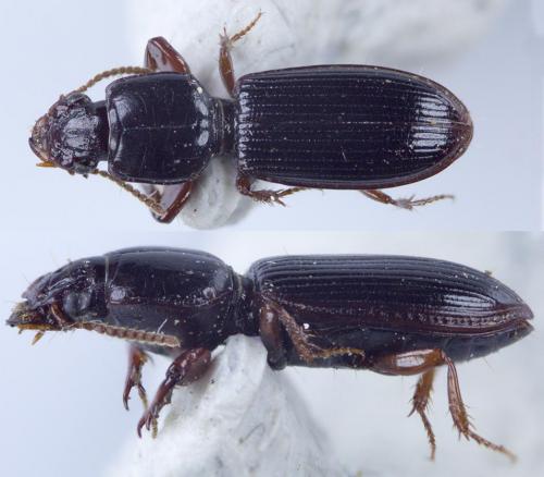Clivina fossor