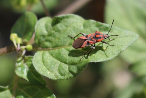Réf. 193 225 : Spilostethus furcula
