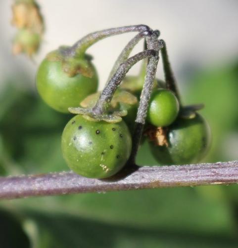 Réf. 193 226 : Spilostethus furcula