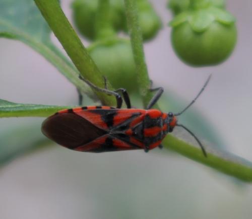 Réf. 193 224 : Spilostethus furcula