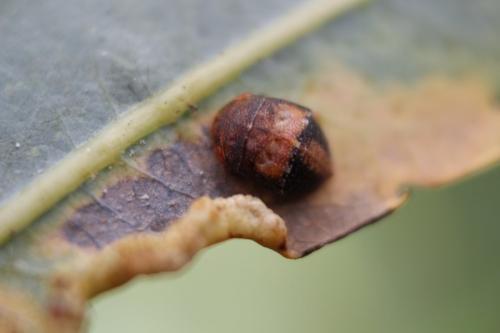Penthimia nigra