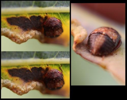 Penthimia nigra