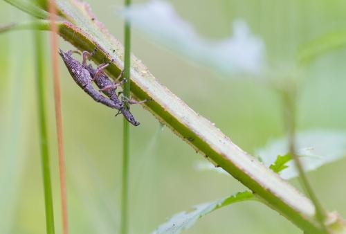 Rhadinosomus acuminatus