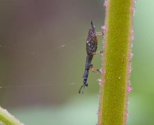 Rhadinosomus acuminatus