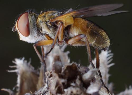 Ectophasia crassipennis