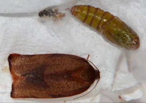 Réf. 193 027 : Cacoecimorpha pronubana