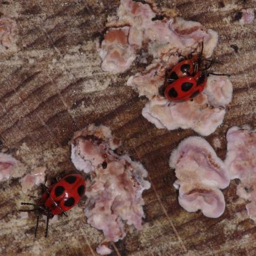 Réf. 193 610 : Endomychus coccineus