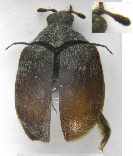 Réf. 193 922 : Anthrenus sp.