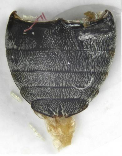 Réf. 193 923 : Anthrenus sp.