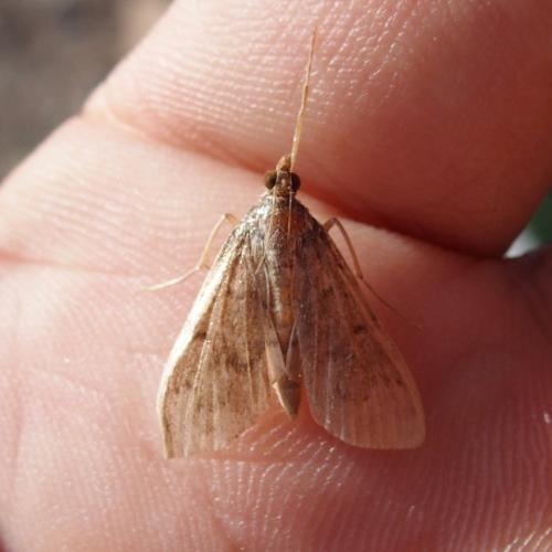 Spilomelinae