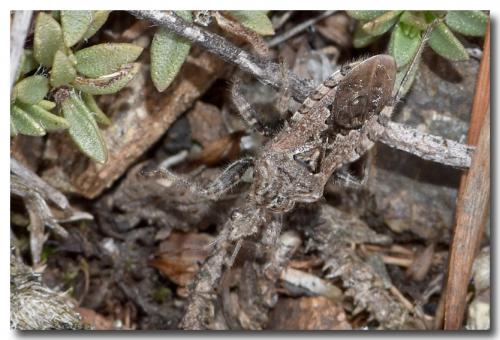 Réf. 193 596 : Coranus griseus
