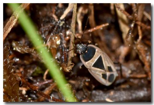 Réf. 193 594 : Xanthochilus sp.