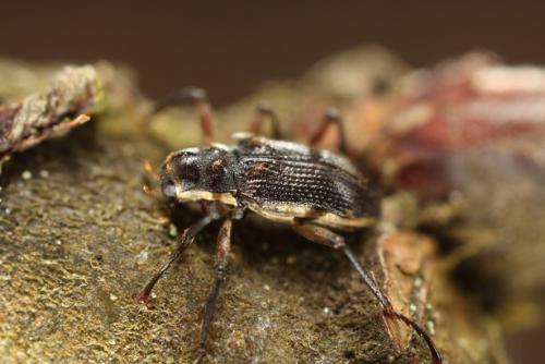Macronychus quadrituberculatus