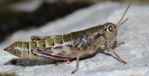 Italopodisma trapezoidalis