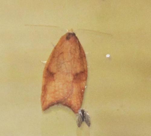 Acleris rhombana