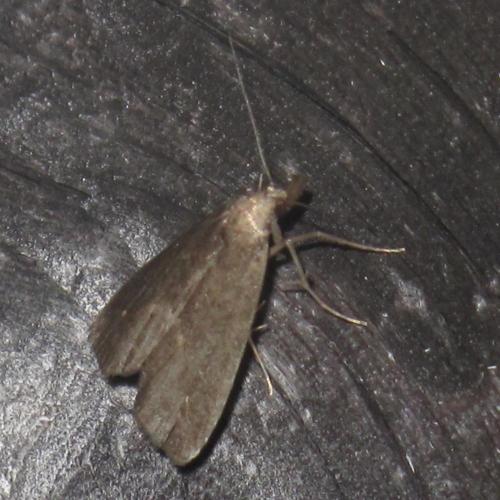 Schrankia costaestrigalis