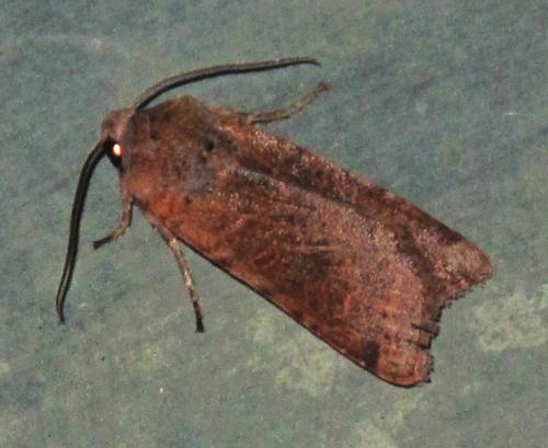 Réf. 193 780 : Agrochola lychnidis